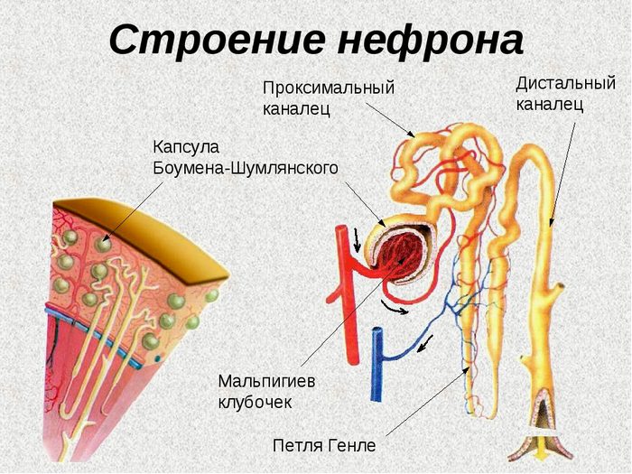 почки анатомия и физиология