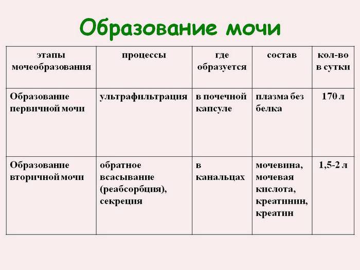 как работают почки