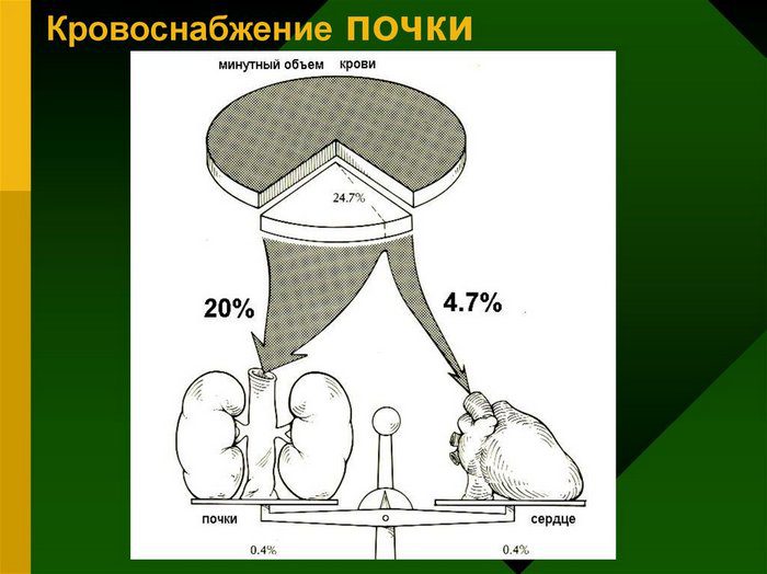 кровоснабжение почек