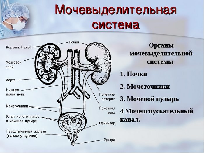 почечный эпителий