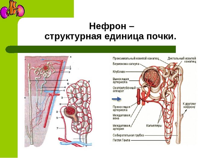 устройство почки человека