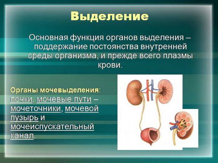 основная функция почек