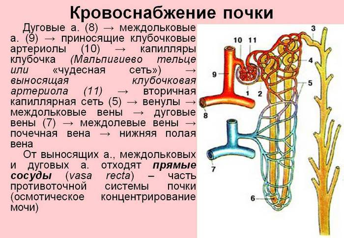 схема строения почки