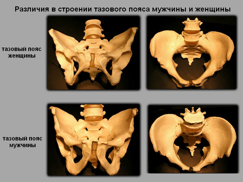 Женский и мужской таз