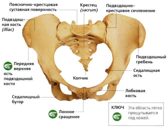 Строение таза