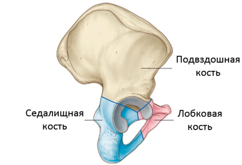 Строение таза