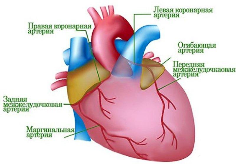 Строение сердца человека