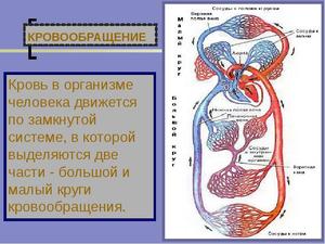 Объем циркулирующей крови в теле человека