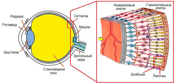 структуру сетчатки