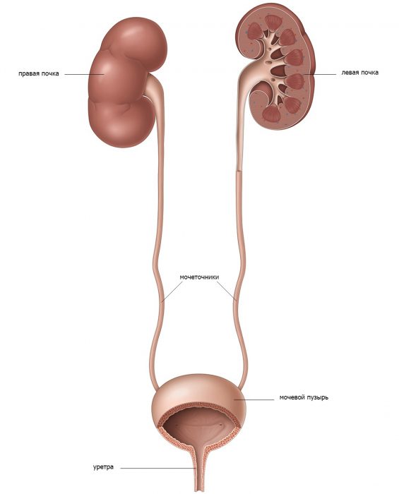 мочевыделительная система