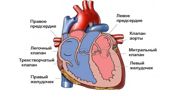 Строение сердца