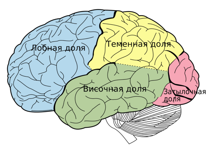 Доли головного мозга