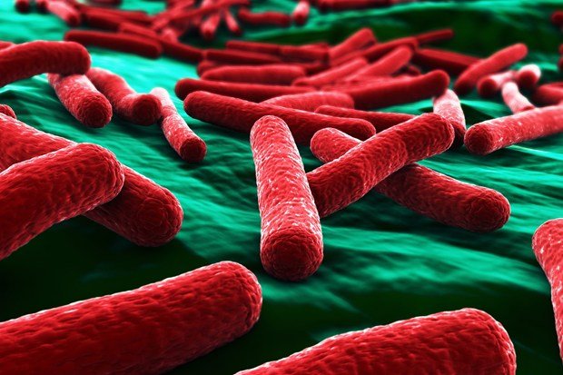 бактерии в крови