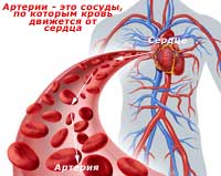 артерия, по которой кровь движется от сердца к периферии