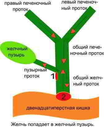 желчь попадает в желчный пузырь