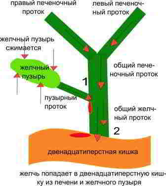 желчь попадает в двенадцатиперстную кишку из желчного пузыря и печени