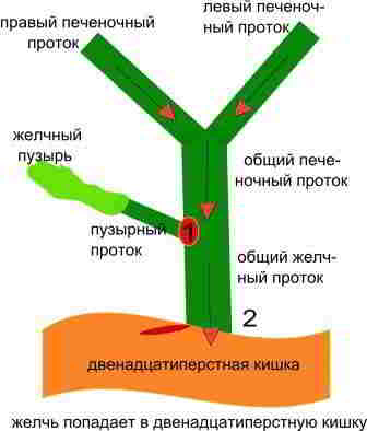 желчь из печени попадает прямо в двенадцатиперстную кишку