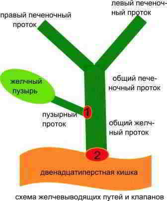 схема желчевыводящих путей и клапанов