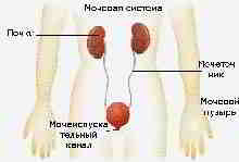 мочевая система