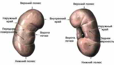 строение почки