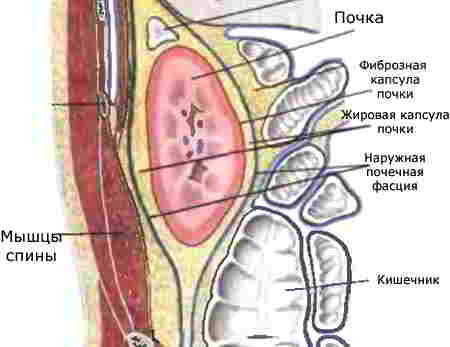 оболочки почки