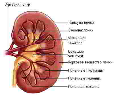 строение почки