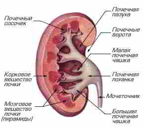 внутреннее строение почки