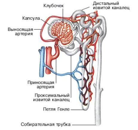 Белок в моче (протеинурия)