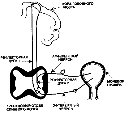 Иннервация мочевого пузыря, дуги рефлекса