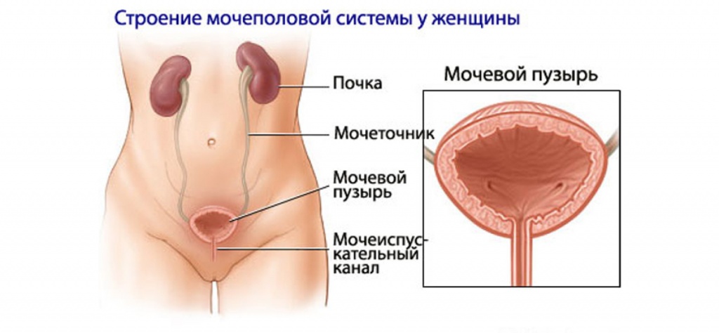 мочеполовая система у женщин