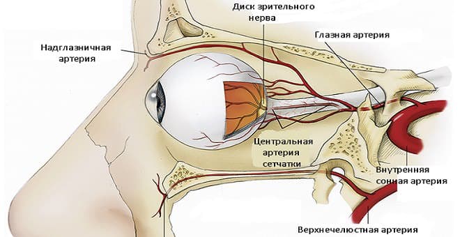 Сосуды глаза схема