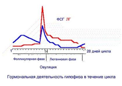 таблица соотношения гормонов