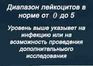 Норма белых тел в крови