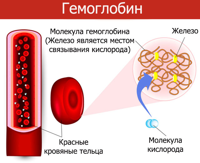 Гемоглобин моча