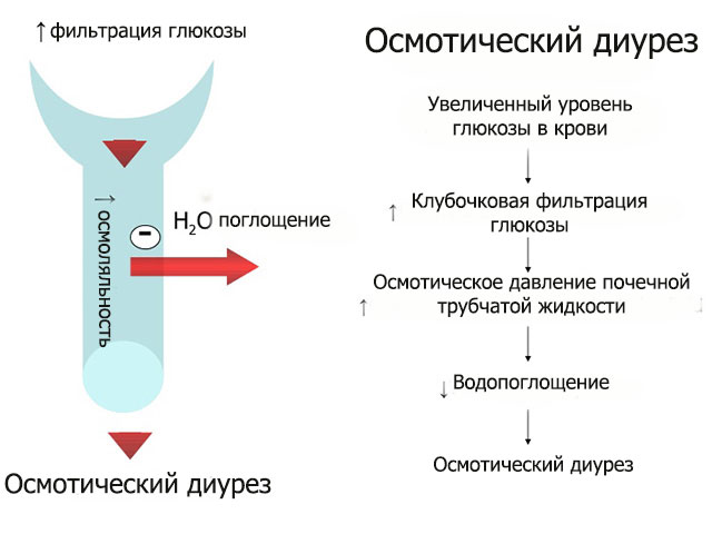 Моча диурез