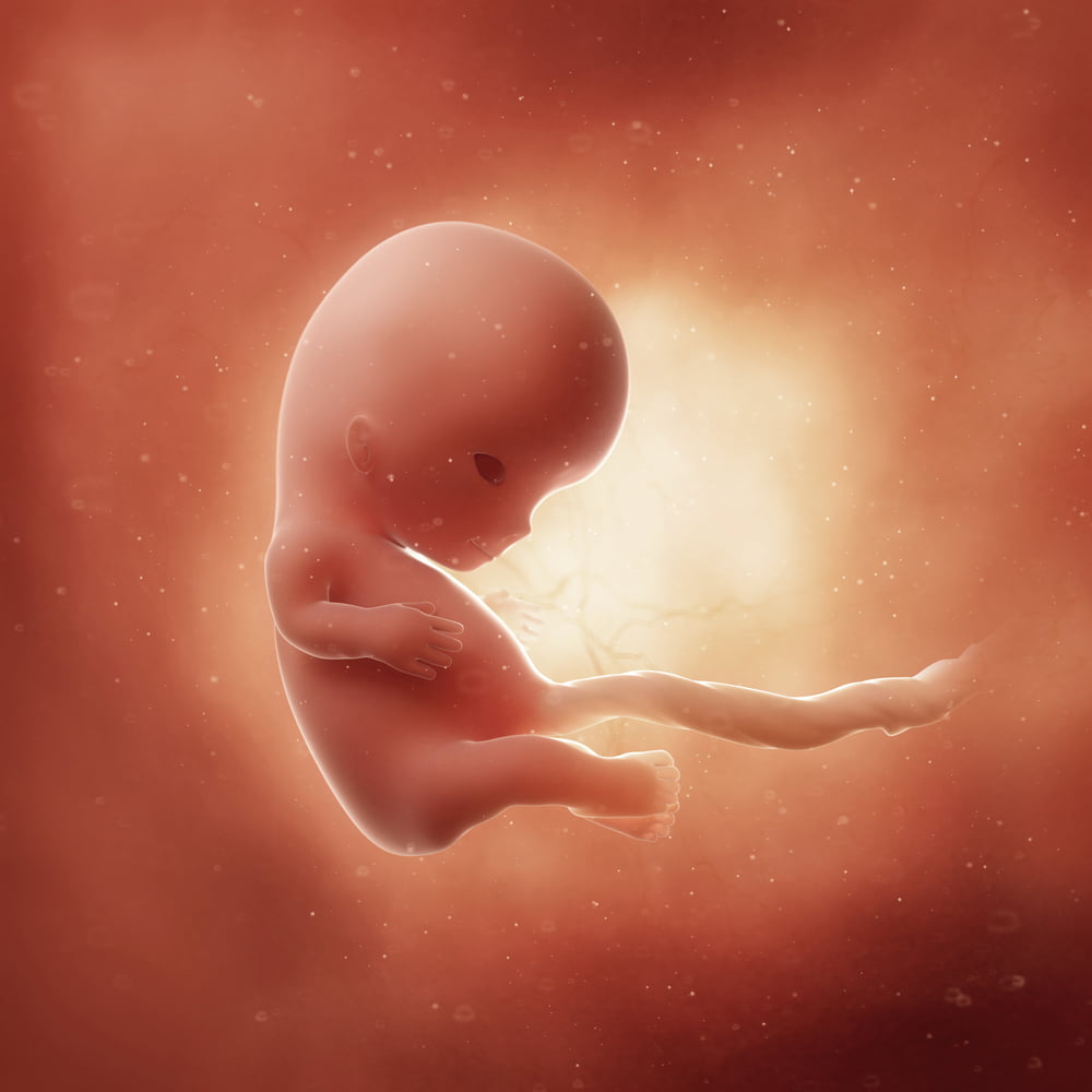 Конец 9 недели. Эмбрион на 9-10 неделе беременности. Плод на 9 неделе беременности. Малыш на 9 неделе беременности.