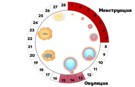 Схема менструального цикла