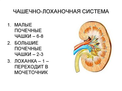 Строение почек и роль ЧЛС