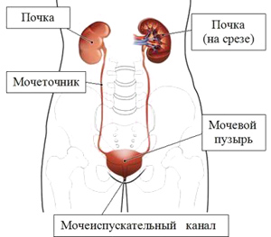 Мочевой пузырь и почки