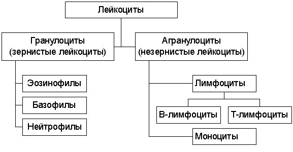 Группы лейкоцитов