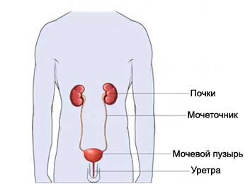 Почки и мочевой пузырь