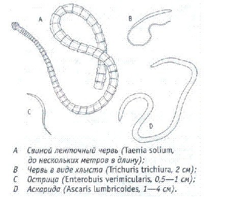 Виды паразитов