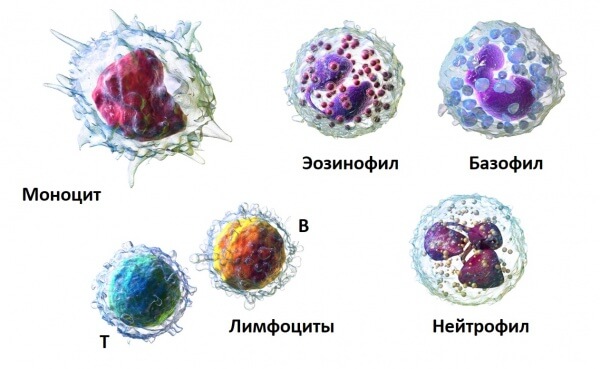 Виды лейкоцитов