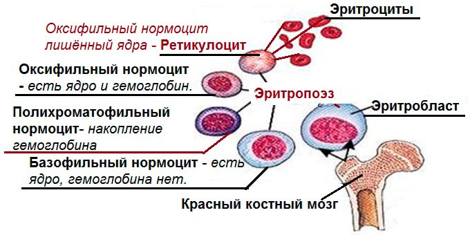 Эритропоэз в норме