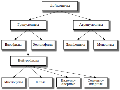 Виды лейкоцитов