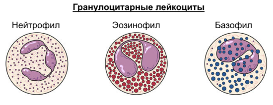 Гранулоцитарные лейкоциты