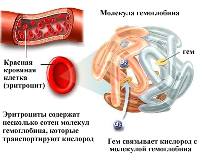 Молекула гемоглобина