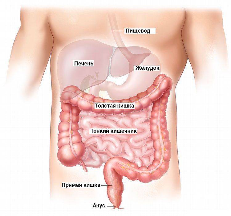 Строение желудочно-кишечного тракта