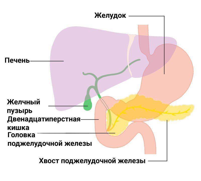 Расположение поджелудочной железы