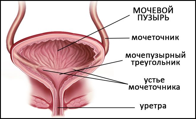 моч пузырь